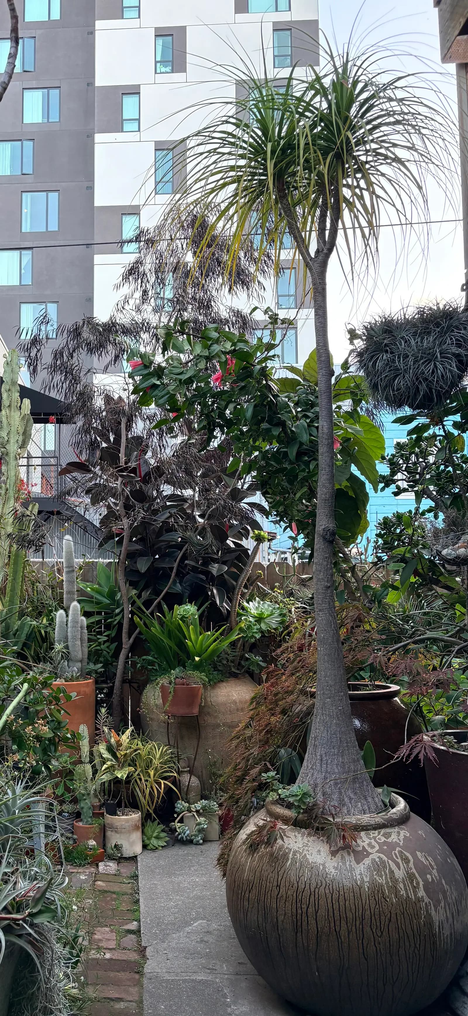 Un jardín urbano exuberante con plantas en macetas, entre ellas un árbol alto, cactus, suculentas y plantas con flor, con edificios de departamentos modernos al fondo.