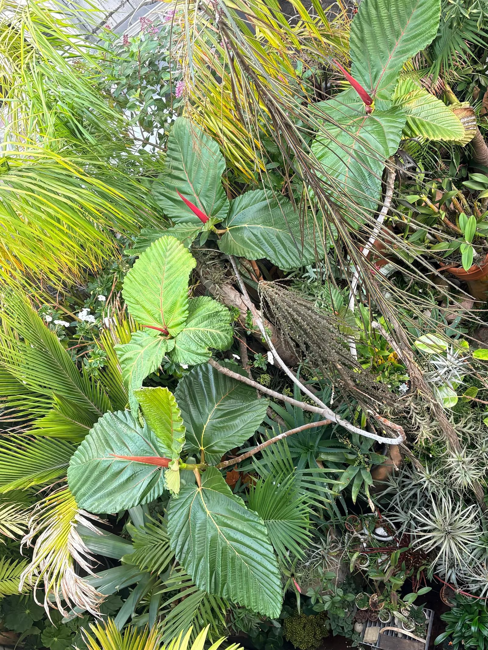 Plantas tropicales verdes y exuberantes, con algunas hojas de puntas rojas.