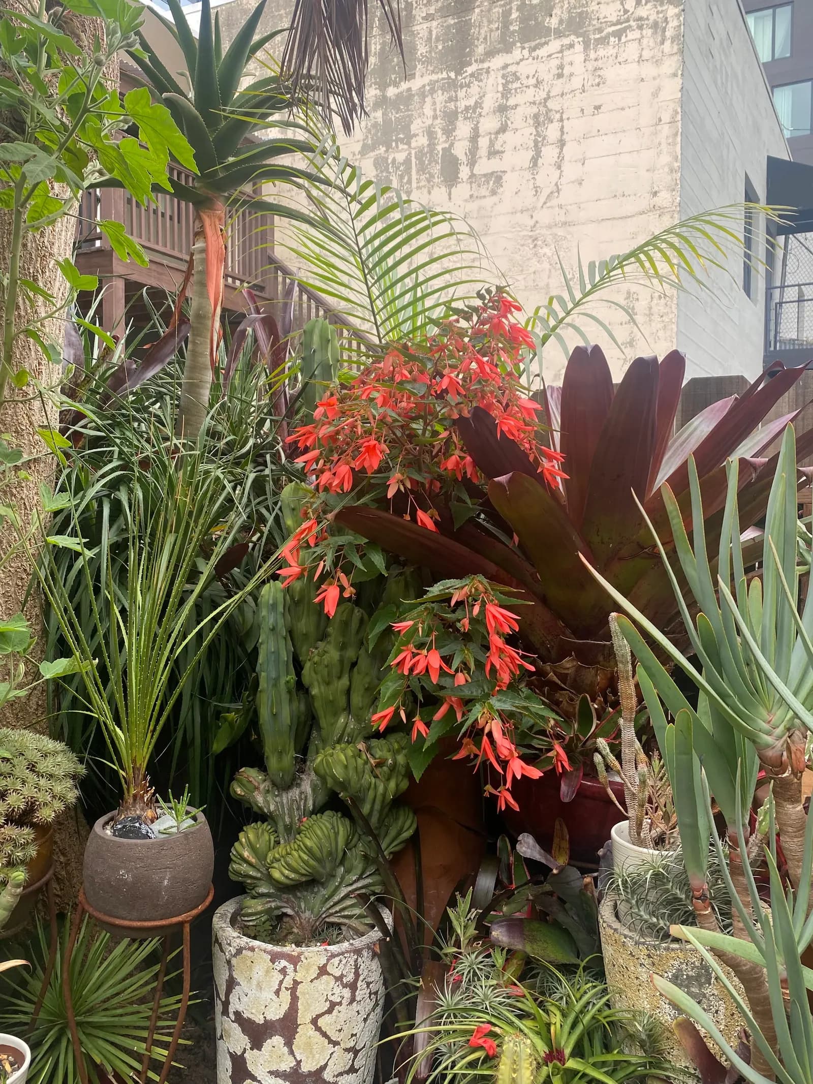 Una variedad de plantas en macetas con distintos follajes y flores, acomodadas al aire libre con una pared de concreto y un edificio al fondo.