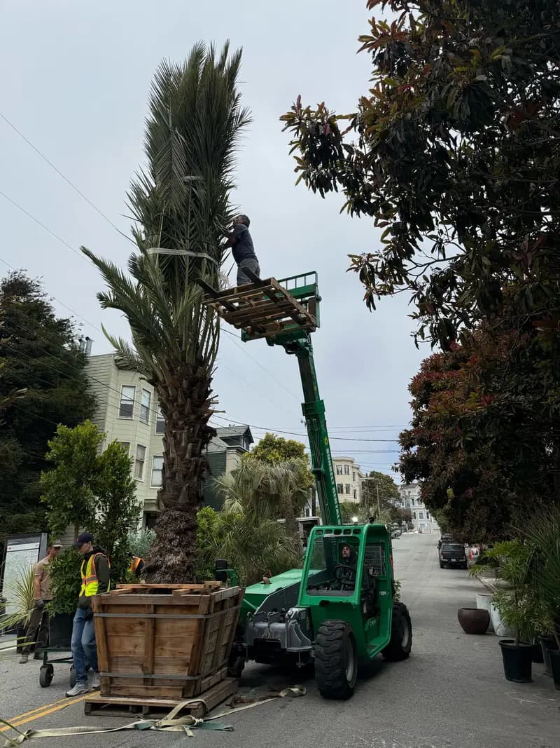 Trabajadores de Flora Grubb Gardens desatando una palma alta que acaba de llegar para la plaza temporal de Cole Valley.