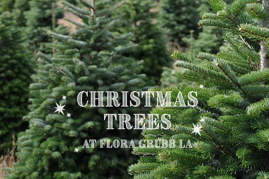 Árboles de Navidad en Flora Grubb LA