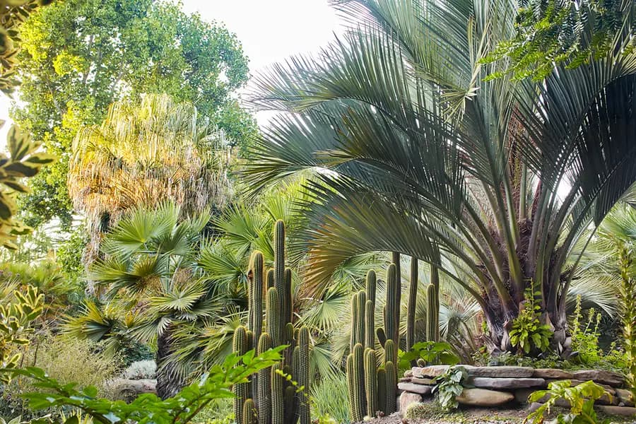 Palmas para el jardín seco en Flora Grubb SF