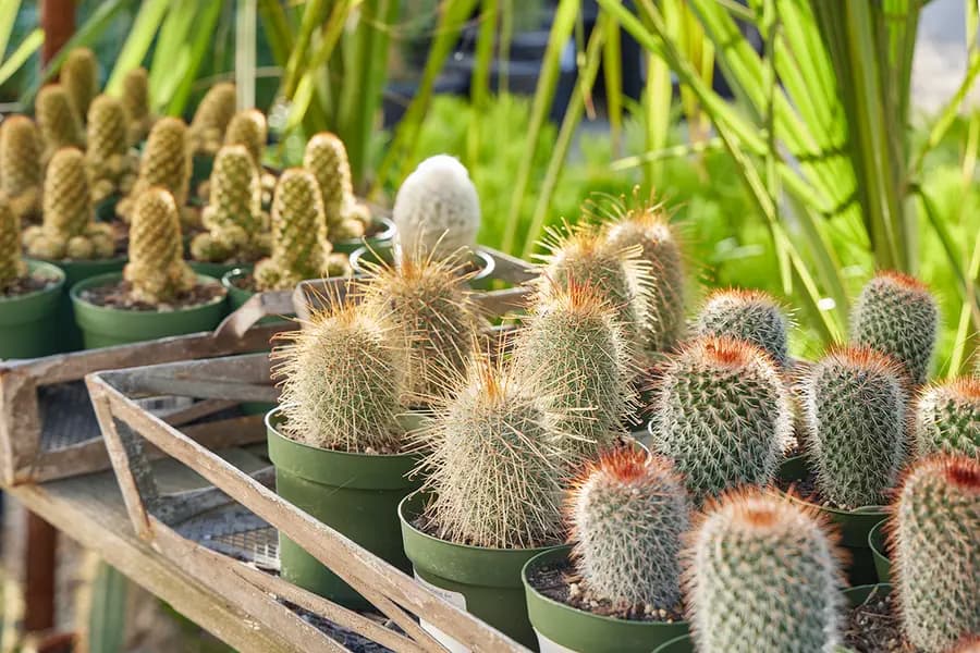 Happy hour del 20.º aniversario en Flora Grubb SF — Preguntas sobre cactus y vinos Lambert Bridge
