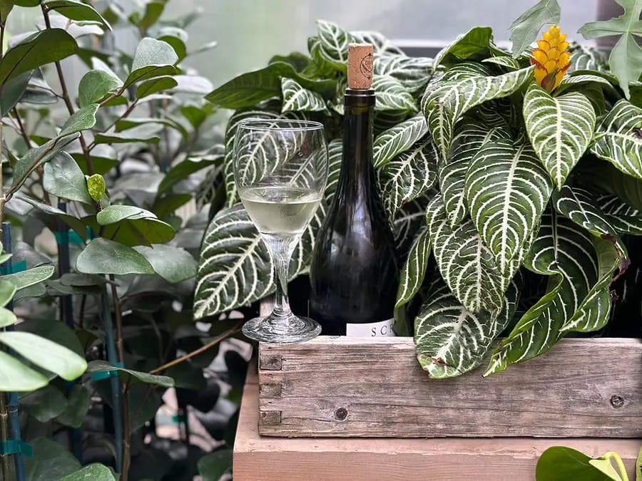 Happy hour del 20.º aniversario en Flora Grubb SF