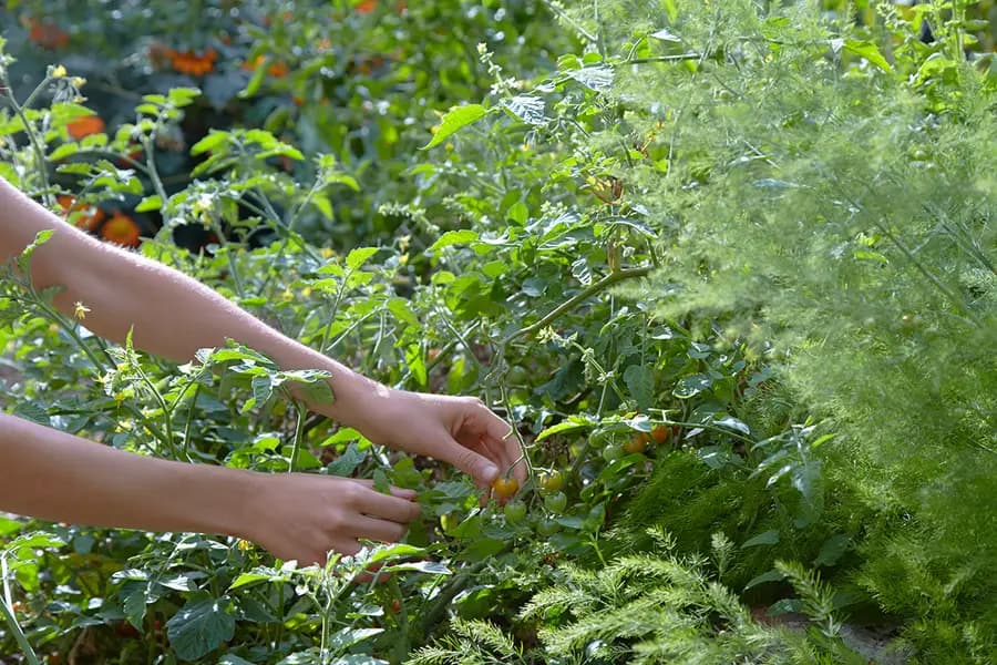 Clase de jardinería de primavera con Clarke de Mornay