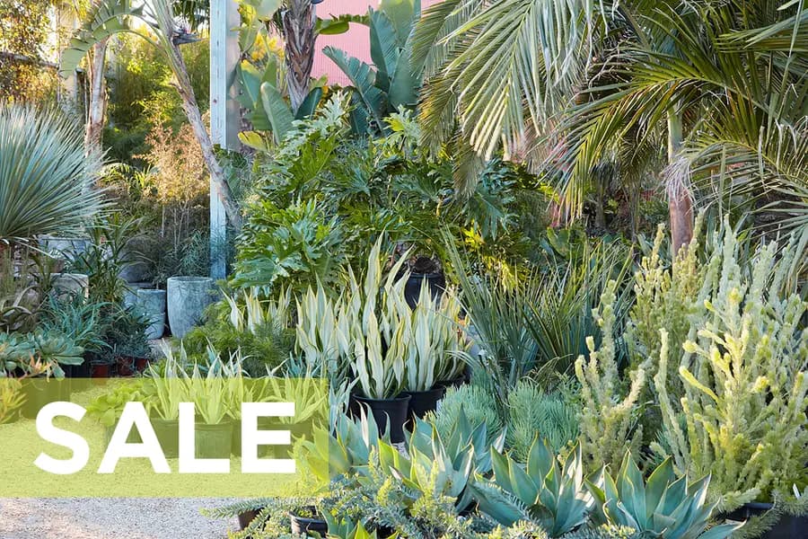 Nuestra famosa OFERTA de primavera en SF y LA