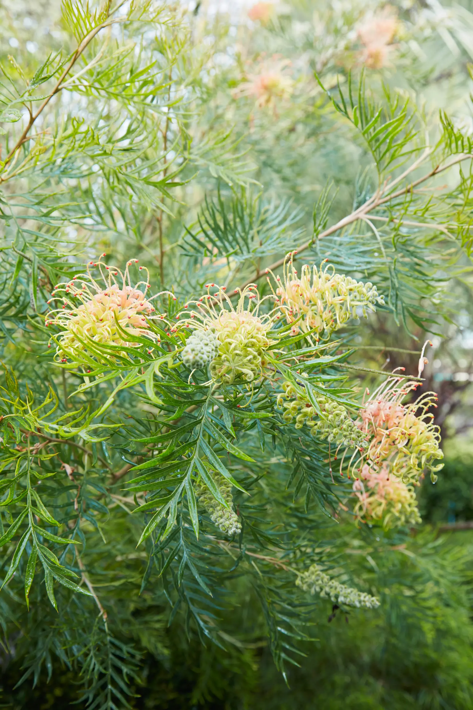 El jardín de la casa de Flora Grubb: acercamiento a una Grevillea con hojas verdes, alargadas y parecidas a las de un helecho, y racimos de flores color amarillo pálido y rosa en forma de araña.