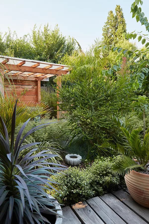 El jardín de la casa de Flora Grubb: un exuberante patio trasero con varias plantas verdes, un pequeño pino, una terraza de madera y un cobertizo de madera con techo saliente.