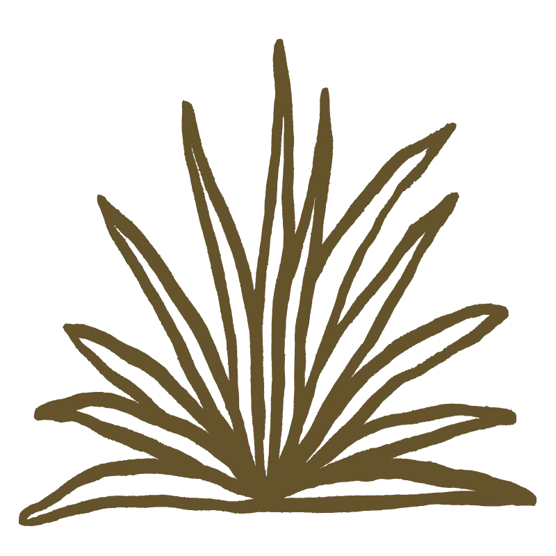 Dibujo lineal sencillo de un agave con hojas largas y puntiagudas que se extienden hacia afuera.
