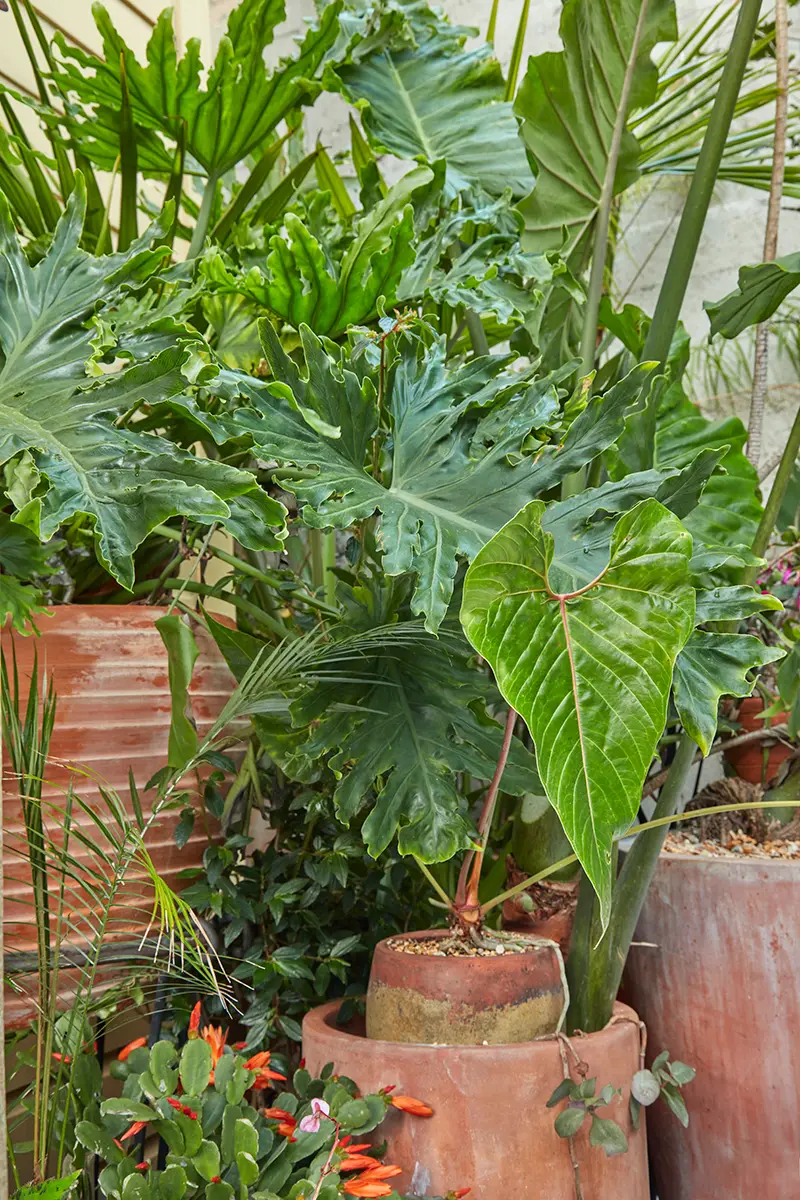 Hoja grande en forma de abanico: Philodendron selloum. Hoja en forma de flecha: Alocasia calidora.