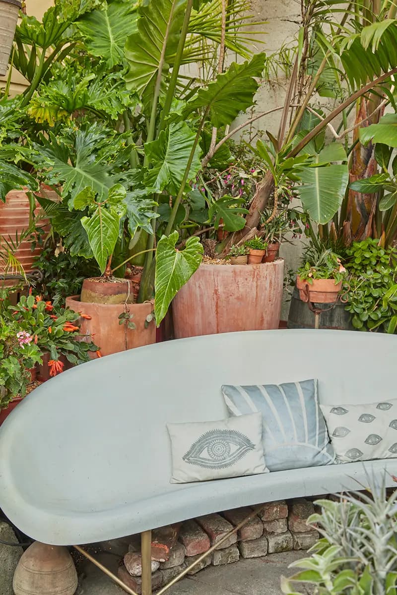 Las espectaculares hojas en forma de flecha de Alocasia 'Calidora’ se combinan de maravilla con las hojas onduladas en abanico, igual de espectaculares, de Philodendron selloum para un look tropical exuberante.