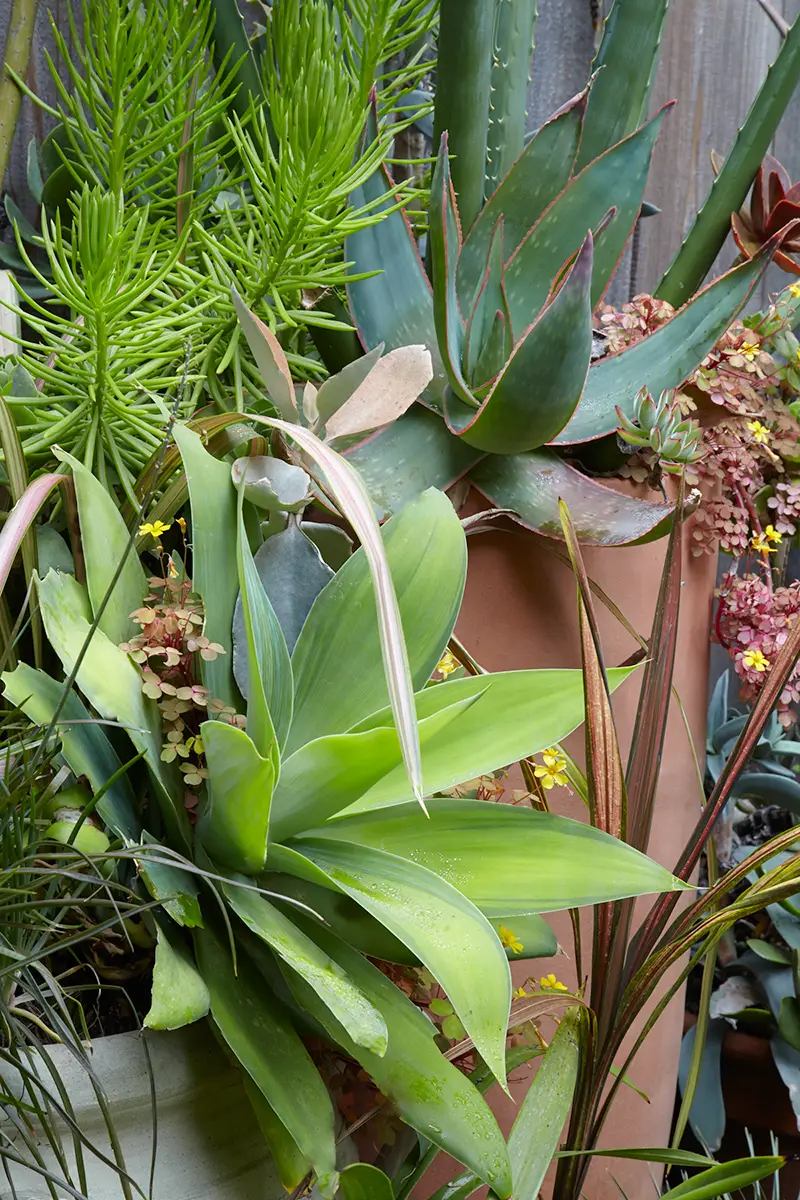 Flora Grubb Gardens: aloes en maceta con otras plantas en un patio de San Francisco
