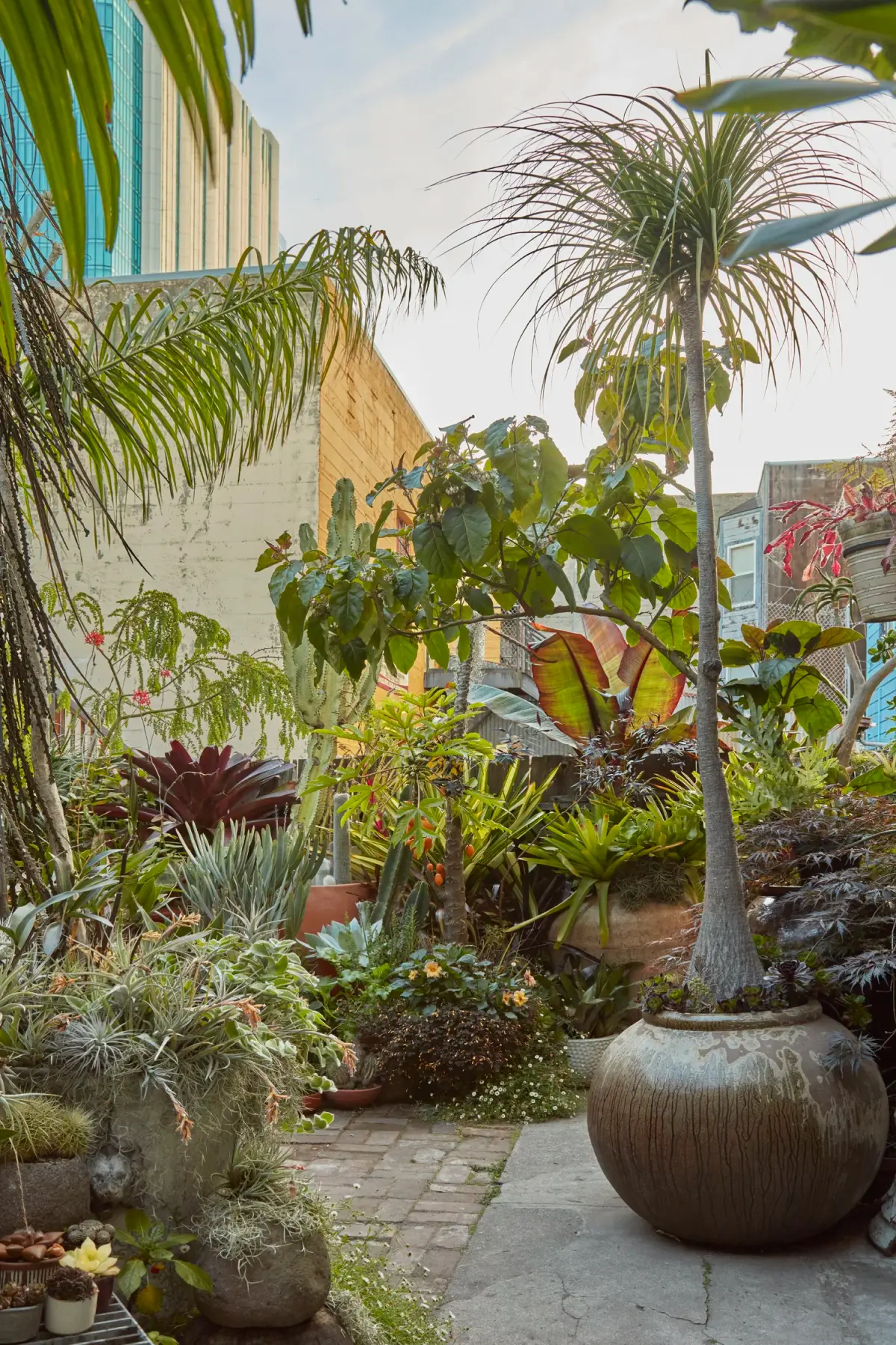 Bromelia roja a la izquierda: Alcantarea julietta. Planta frondosa al centro: Solanum betaceum. Platanera roja: Ensete ventricosum. Palma en maceta grande: Beaucarnea recurvata (ponytail palm).
