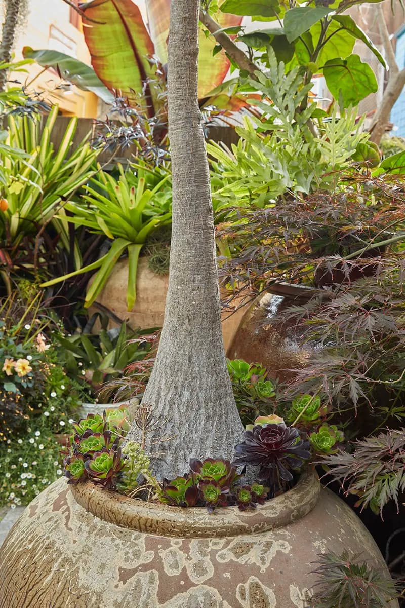 Tronco grande en maceta: Beaucarnea recurvata (ponytail palm).