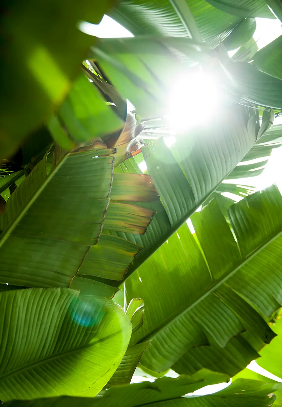 Flora Grubb Gardens, Bird of Paradise