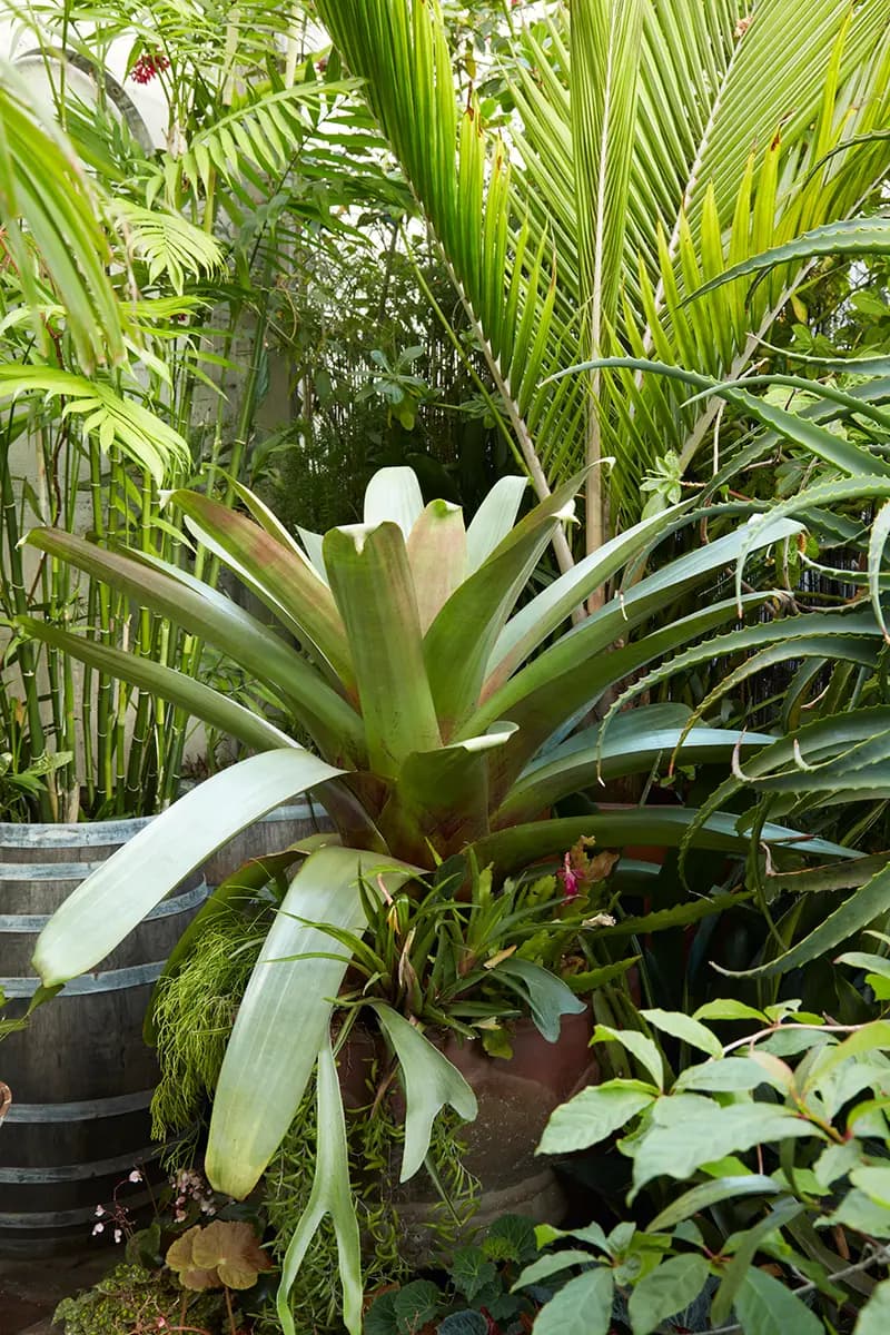 Alcantarea imperialis, que a menudo se cultiva como planta de interior, vive feliz al aire libre aquí en el fresco clima costero de SF.