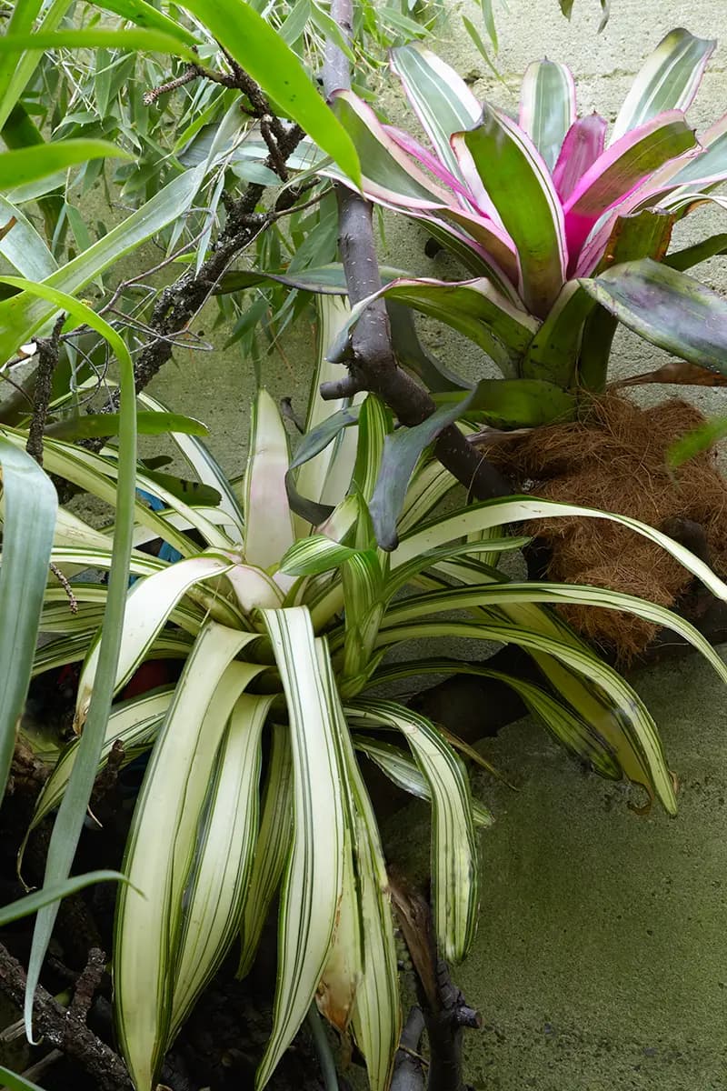 Flora Grubb Gardens: bromelias en el jardín de Jim en SOMA, San Francisco