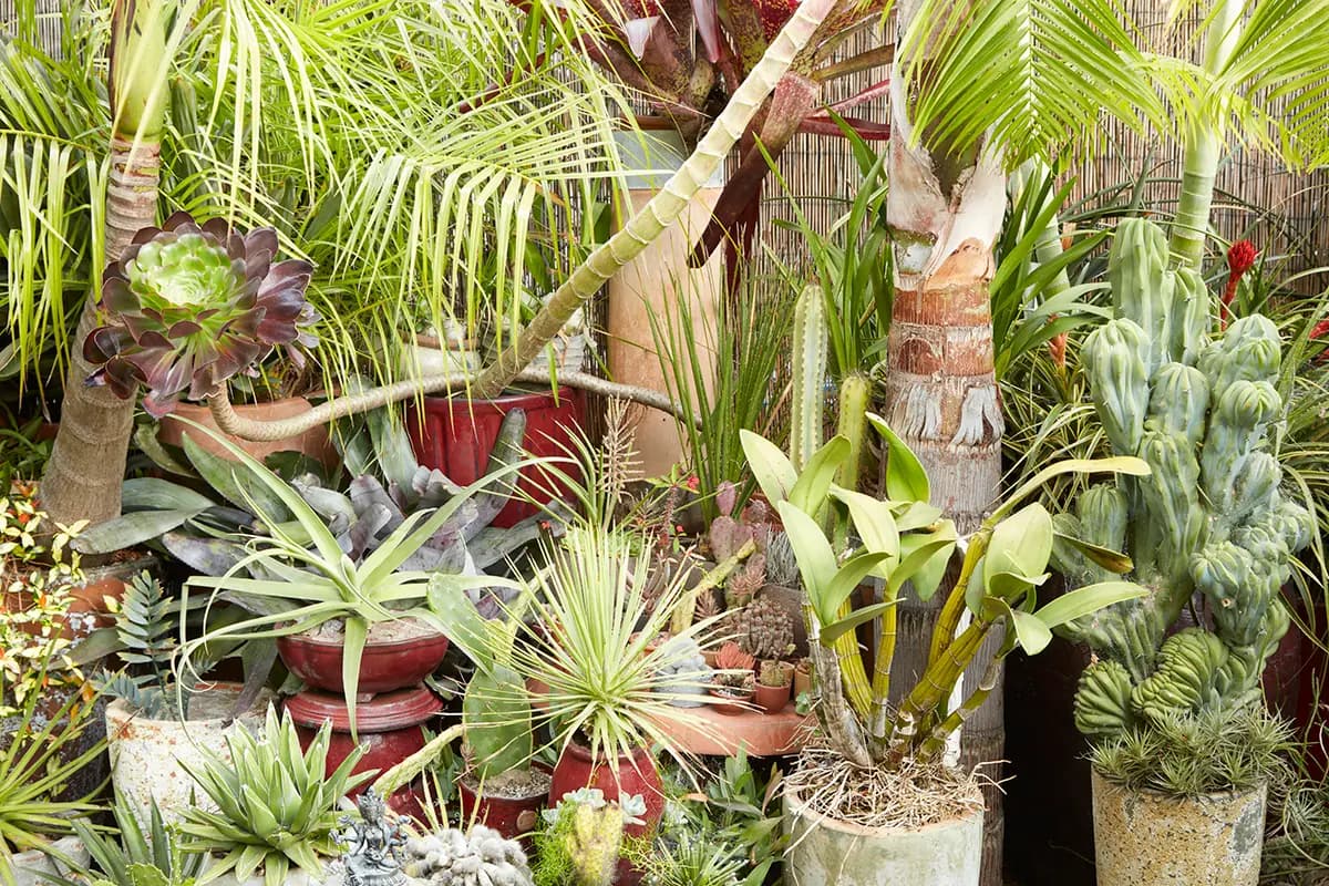 Flora Grubb Gardens: cactus y suculentas con palmas y bromelias