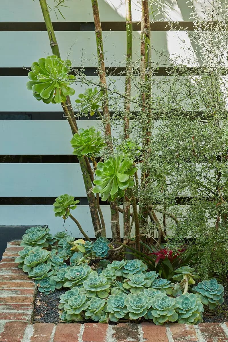 Flora Grubb Gardens: echeveria y aeonium en un arriate de ladrillo en San Francisco