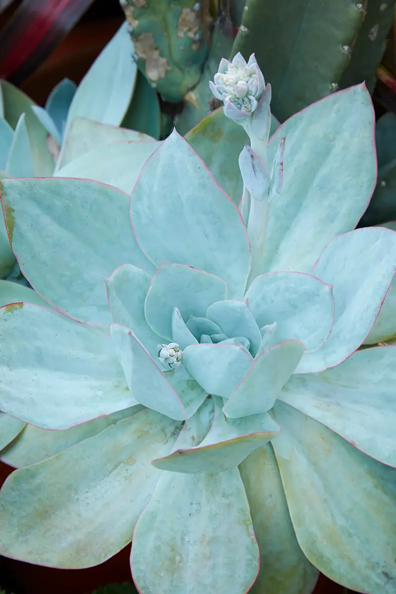 Echeveria y otras suculentas en forma de roseta toman el lugar de flores más tradicionales en el jardín de Clarke.