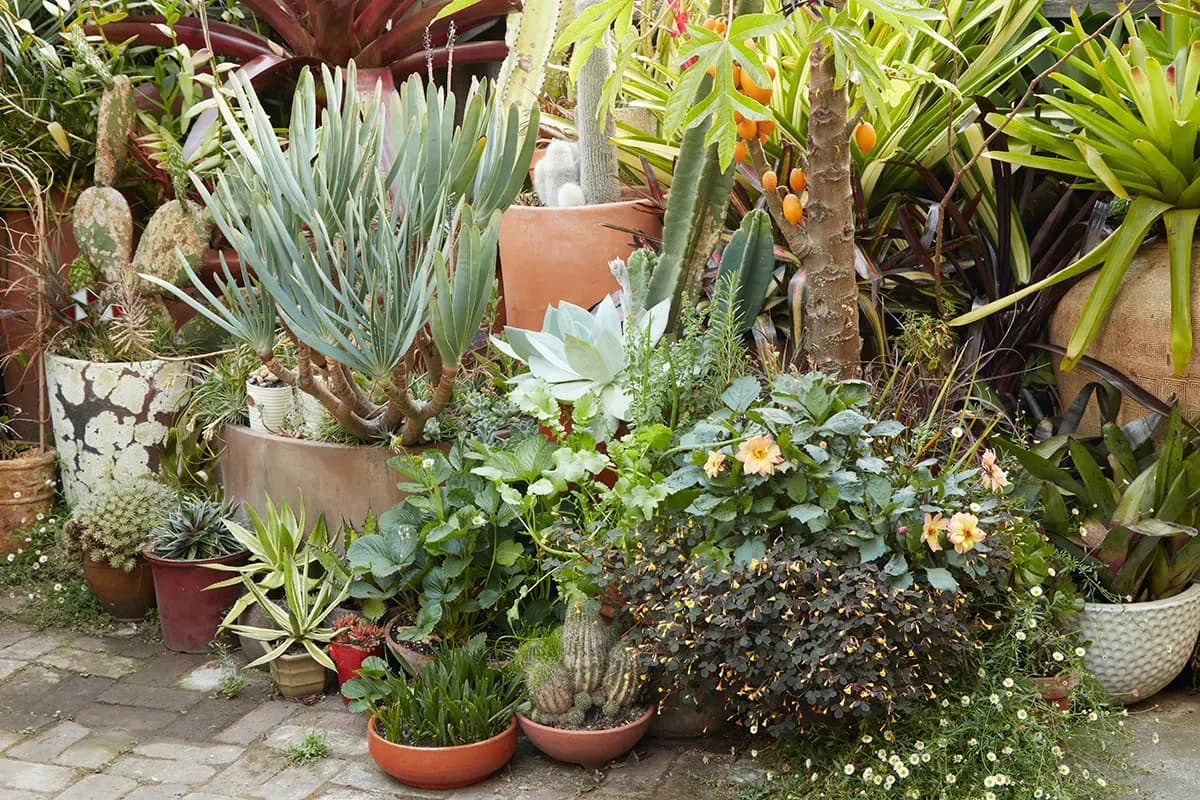Aloe plicatillis (fan aloe), la suculenta con abanicos de hojas plateadas al centro a la izquierda de esta foto, crea un interesante contraste de texturas con las suculentas, cactus y plantas frondosas que la rodean.