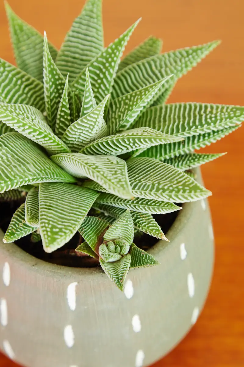Gasteria en el porche de entrada, Flora Grubb Gardens