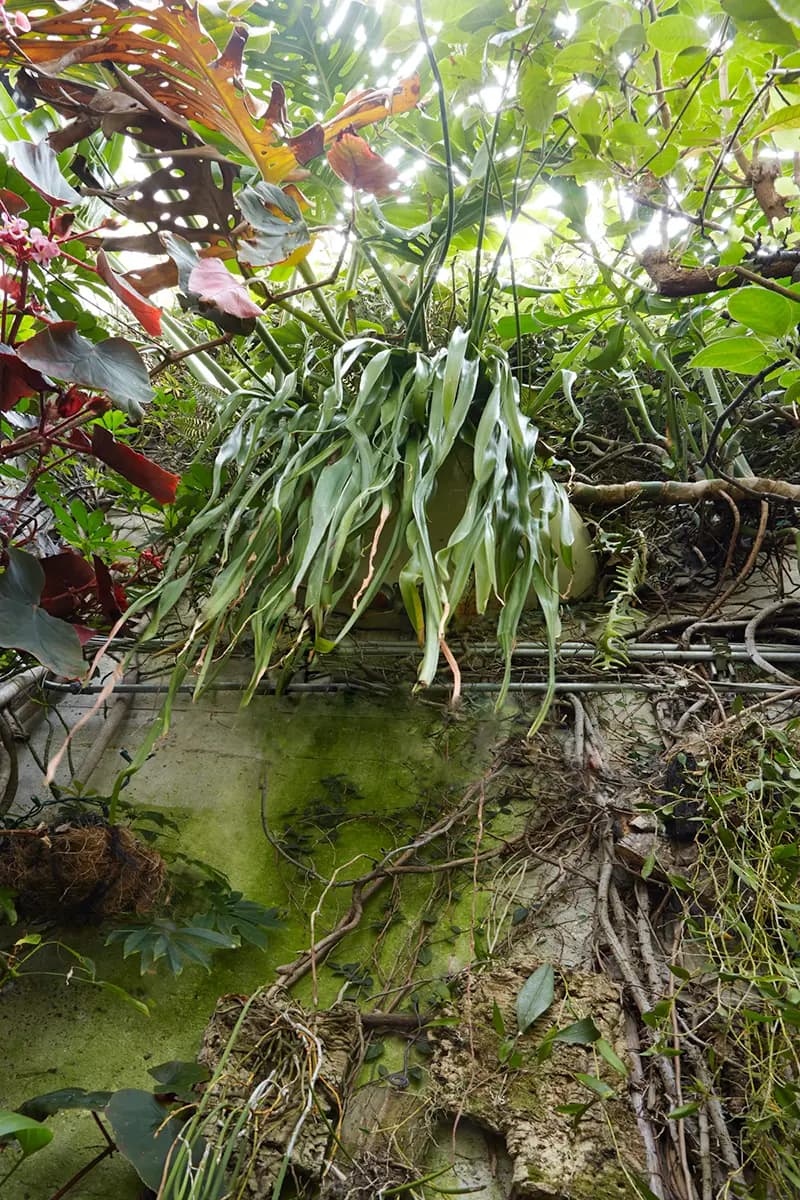 Flora Grubb Gardens: paraíso escondido de plantas en San Francisco
