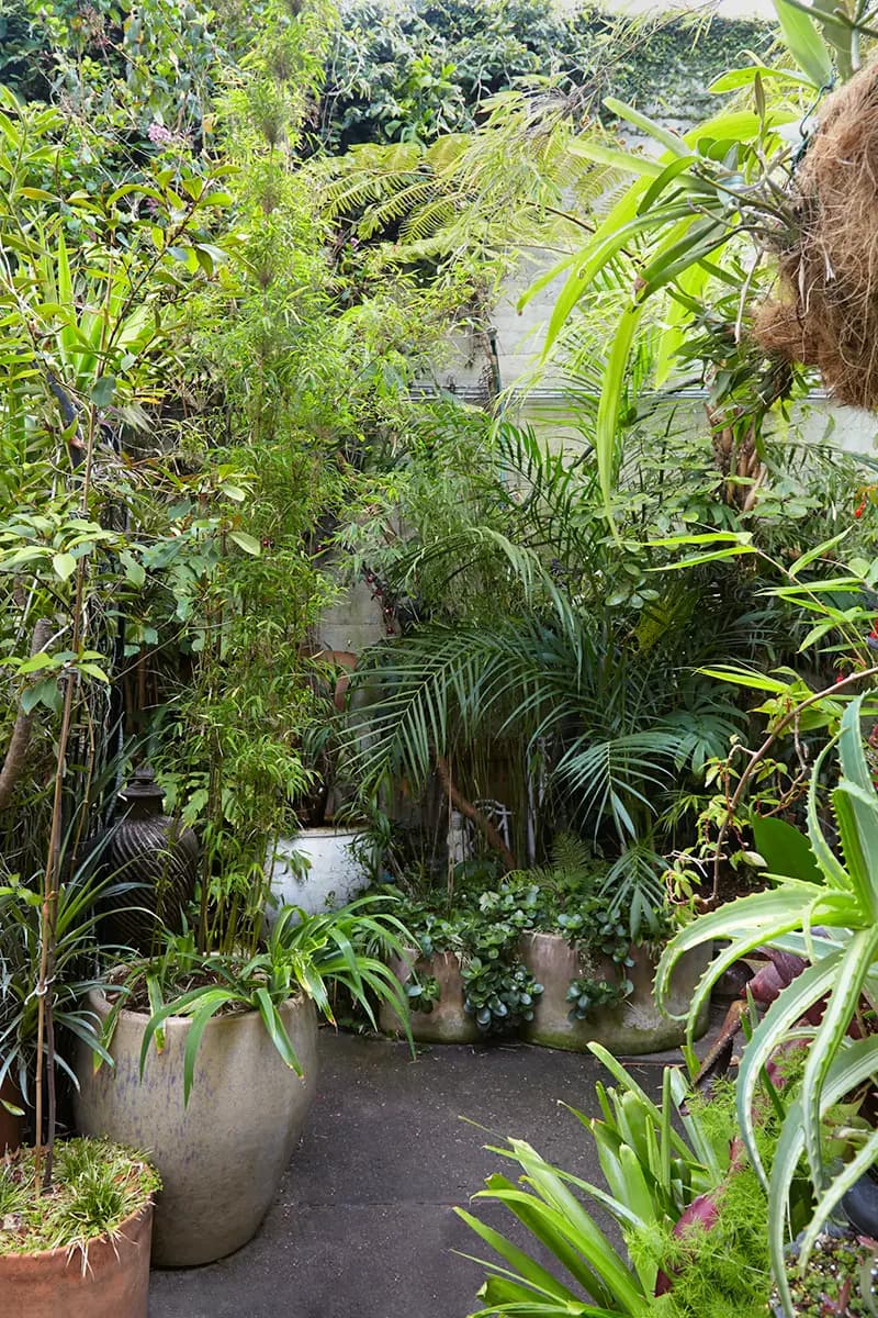 Flora Grubb Gardens: frondoso patio privado en San Francisco con plantas tropicales en maceta