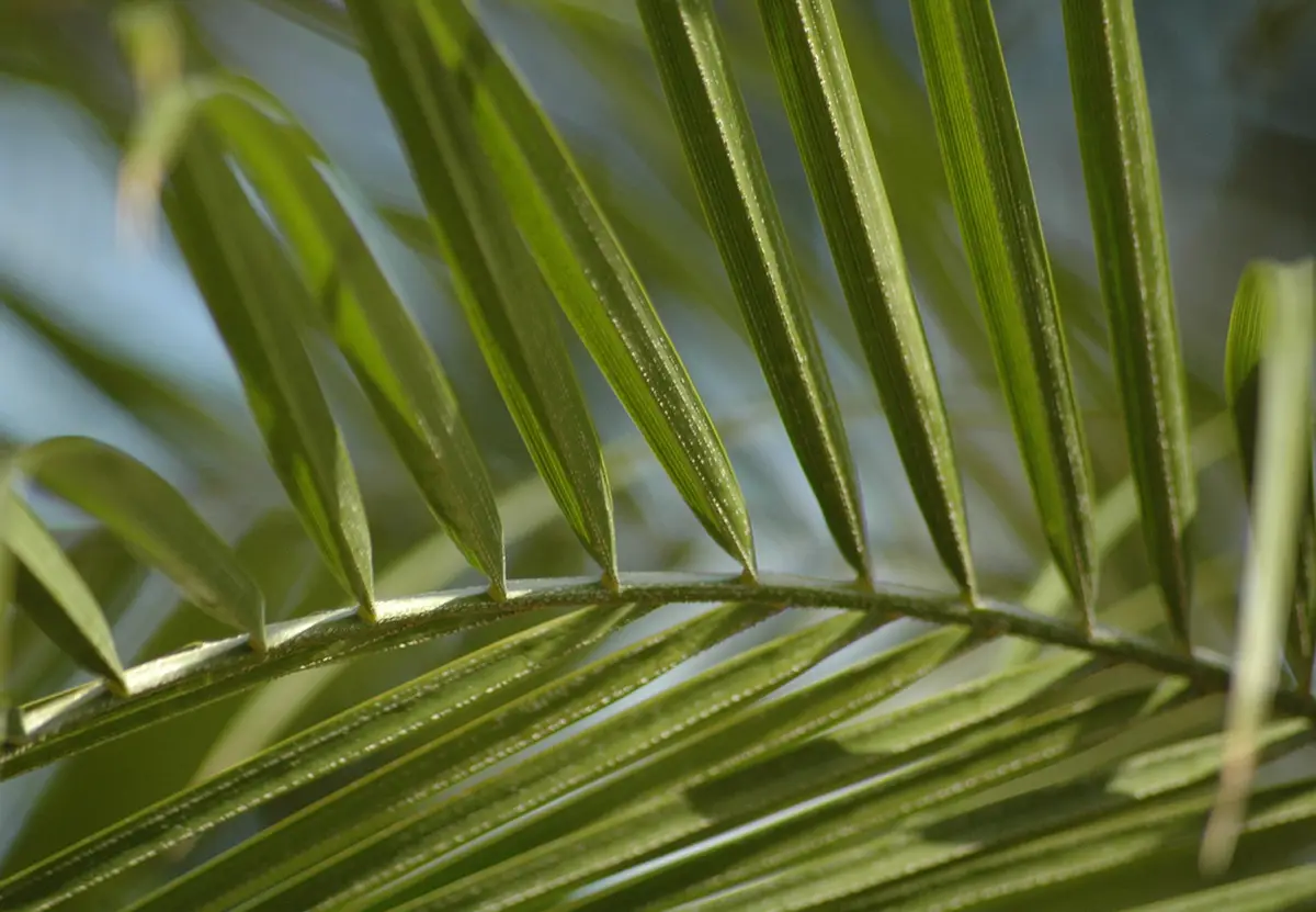 Flora Grubb Gardens, Miniature Date Palm