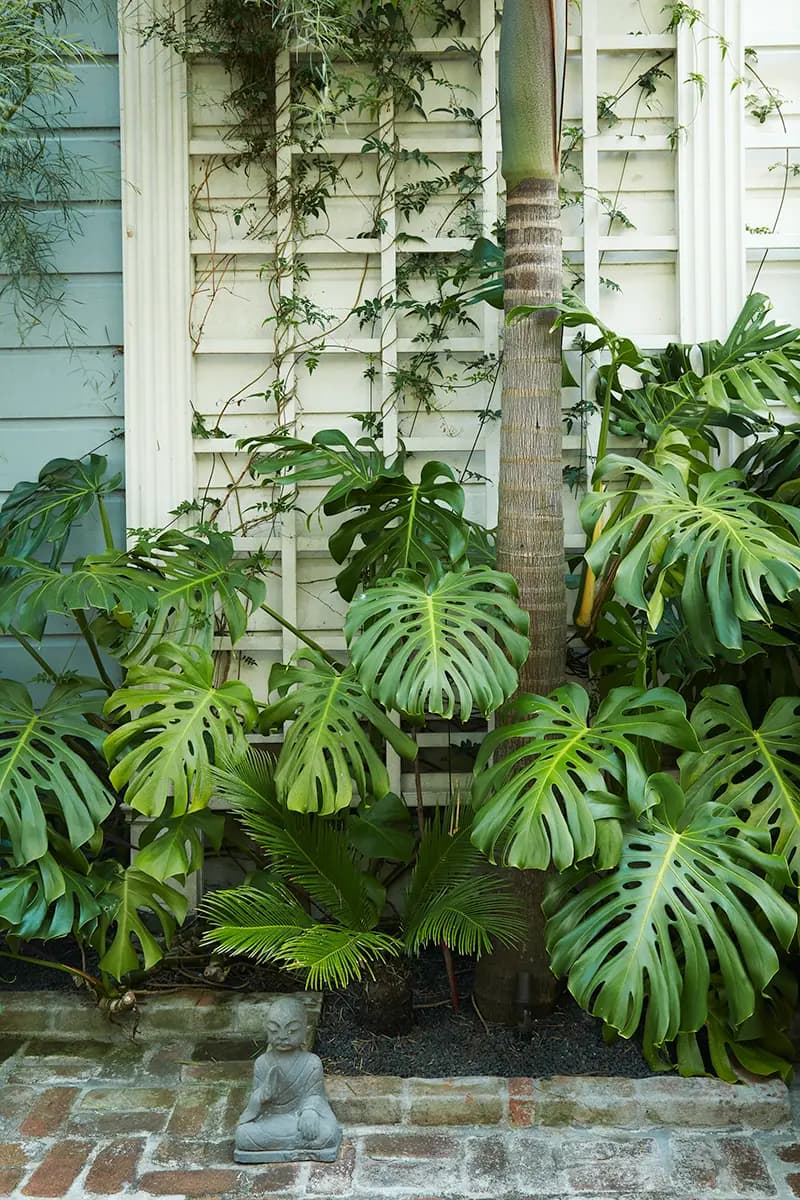 Flora Grubb Gardens: borde de jardín con monstera y cícadas sago palm en San Francisco