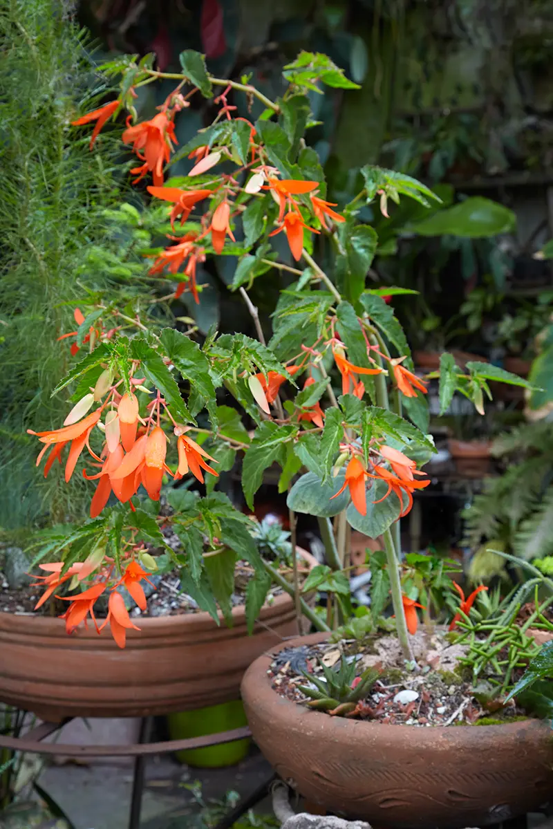 Flora Grubb Gardens: jardín de orquídeas en maceta en San Francisco