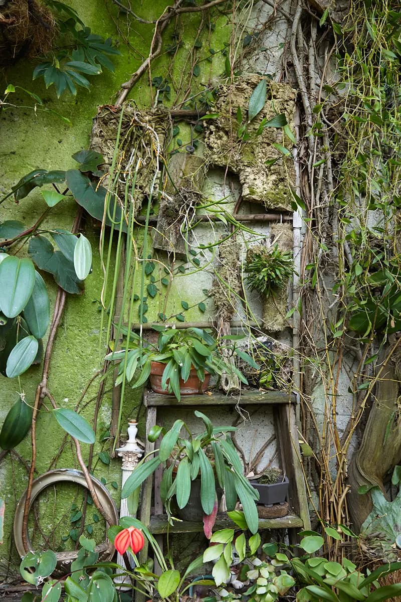 Flora Grubb Gardens: orquídeas y otras plantas tropicales en un jardín secreto de SF