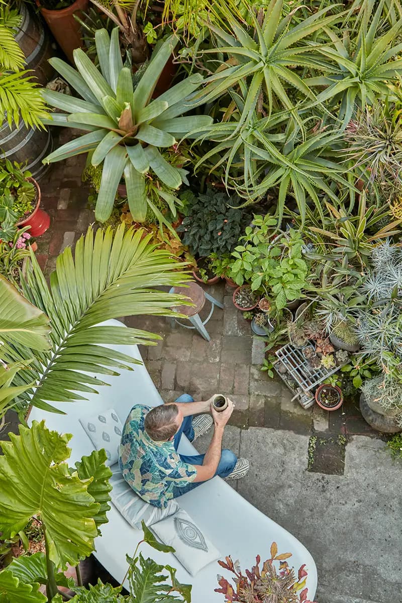 Bromelia arriba a la izquierda: Alcantaera imperialis. Esquina superior derecha: Aloe arborescens. Begonia de hoja oscura al centro: Begonia bolivensis ‘Sparks Will Fly’. Hoja grande abajo a la izquierda: Alocasia calidora.