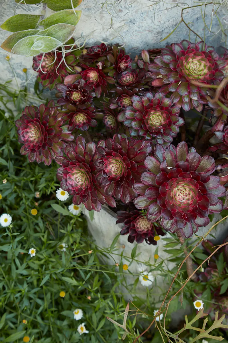 Flora Grubb Gardens: suculenta aeonium roja en un jardín urbano de San Francisco