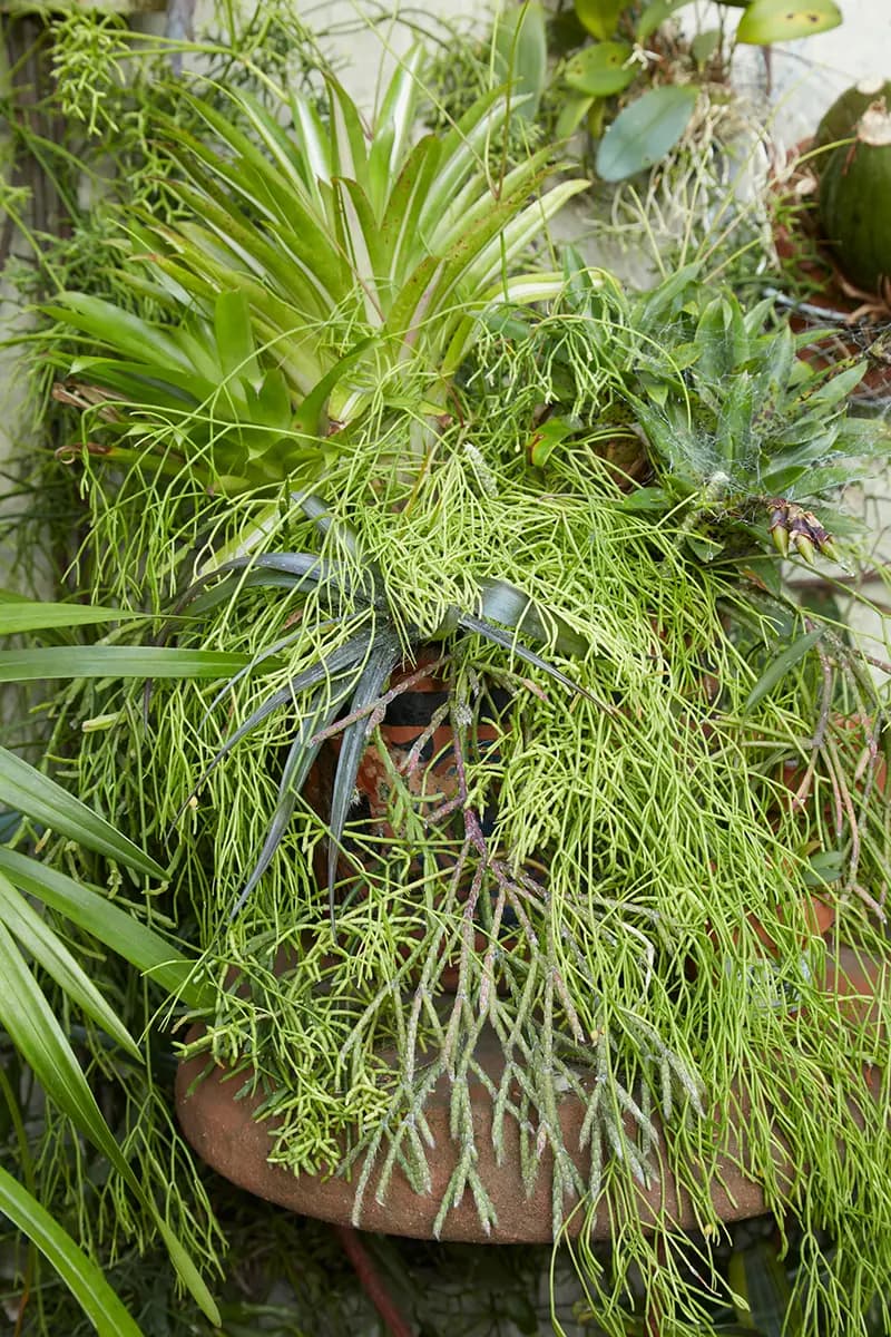 Algunas de las bromelias epífitas y tillandsias de Clarke simplemente descansan en la parte de arriba de sus macetas, acurrucadas entre las otras plantas. Las bromelias que acompañan a la Rhipsalis en esta composición desenfadada (arriba) en realidad están sujetas a piedras volcánicas metidas en la tierra.
