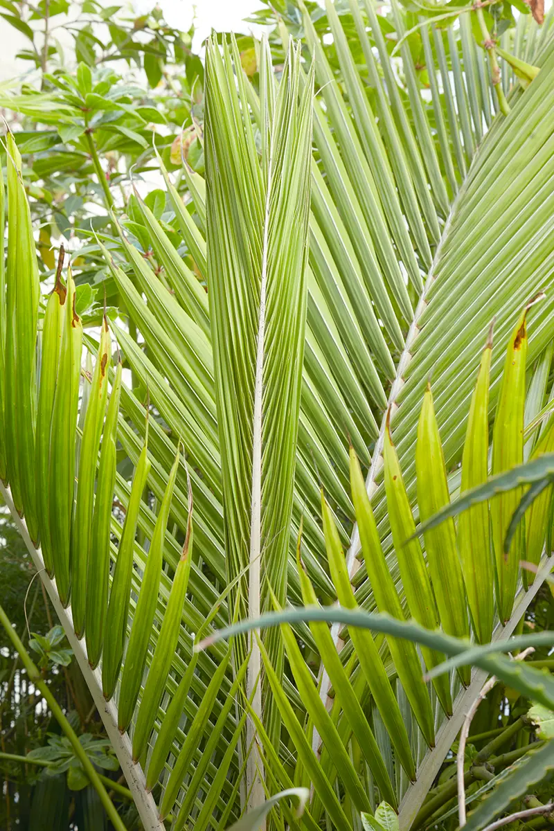 Rhopalostylis sapida, la Nikau palm o shaving brush palm, tiene un color verde vibrante y una forma erguida y elegante.