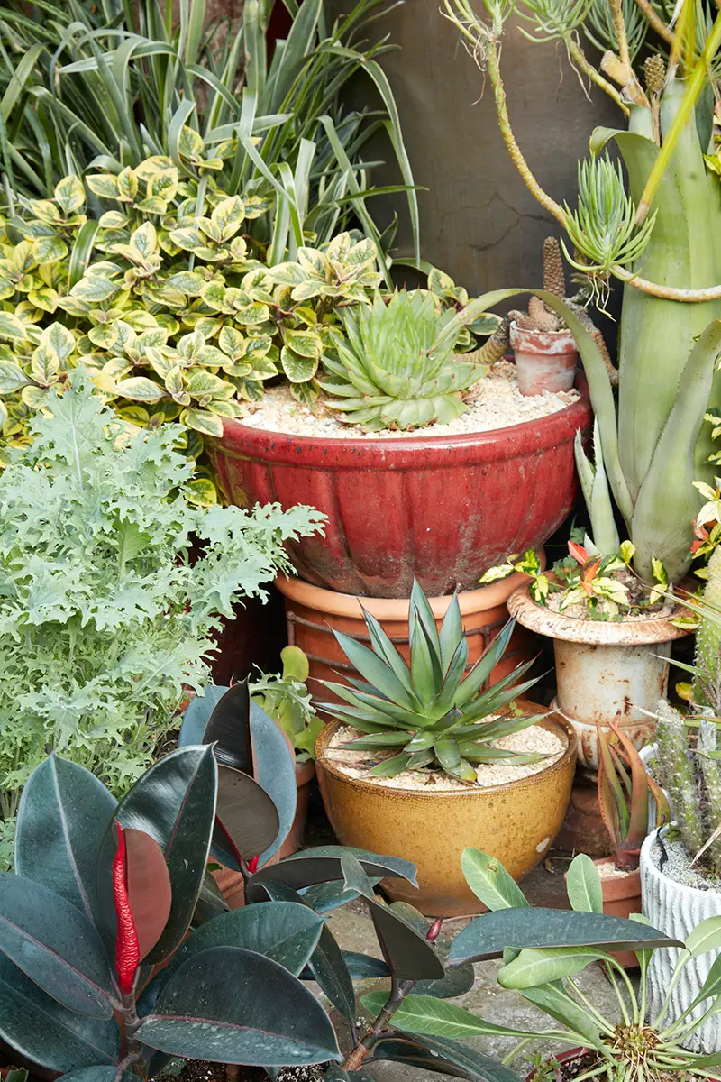 Al centro a la izquierda: Russian kale. Hoja amarilla a la izquierda: Plectranthus ciliatus ‘Troy’s Gold’. En el tazón rojo esmaltado: Aloe polyphylla (spiral aloe). En el tazón café moteado: Agave ‘Blue Glow’. Esquina inferior izquierda: Ficus decora. Esquina inferior derecha: Euphorbia bupleurifolia.