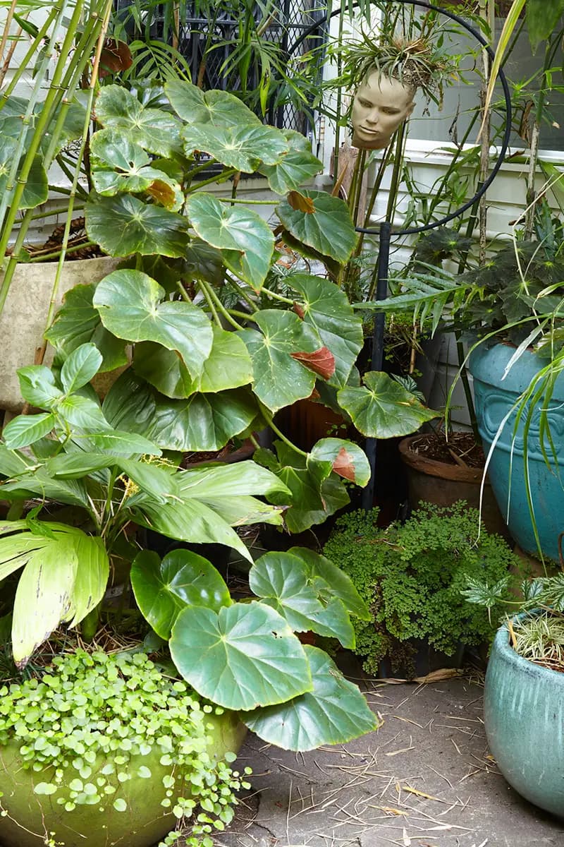 Flora Grubb Gardens: rincón de un jardín secreto en San Francisco