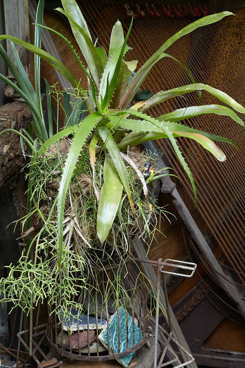 Flora Grubb Gardens: jardín secreto de plantas en SOMA, San Francisco