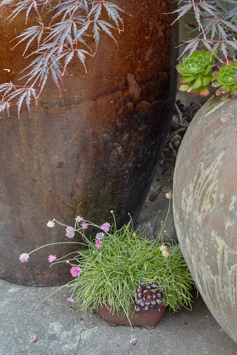 Flora Grubb Gardens: detalle de un jardín en macetas con Japanese maple y aeonium