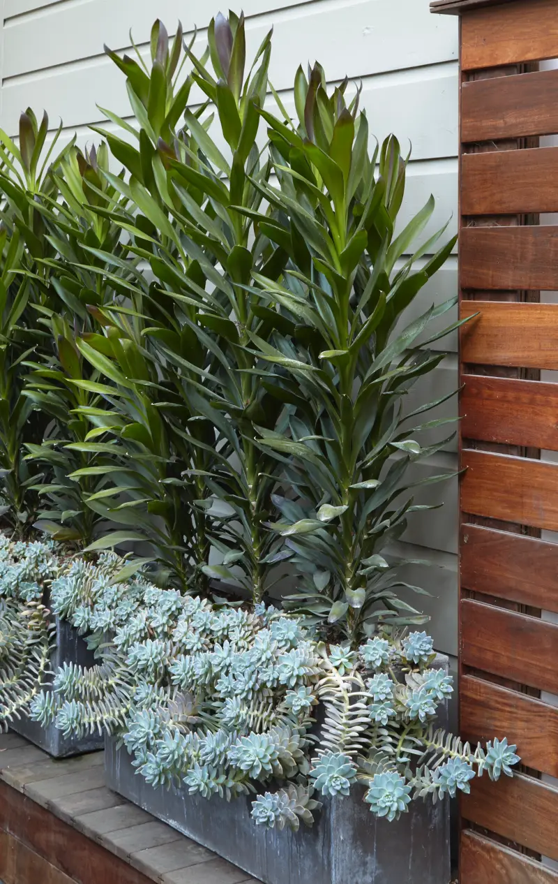 Flora Grubb Gardens: jardín pequeño en patio y terraza con macetas 28