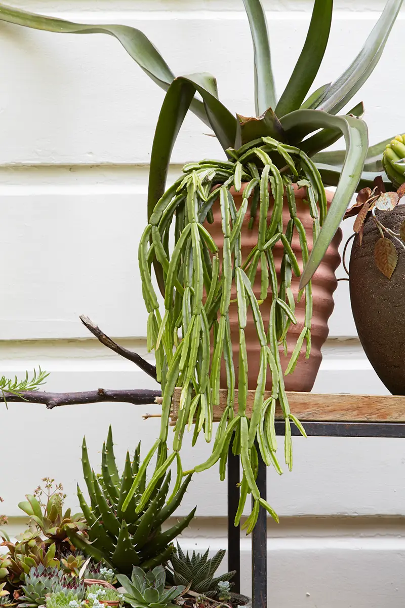 Flora Grubb Gardens: suculentas y aloes en un jardín de macetas combinadas