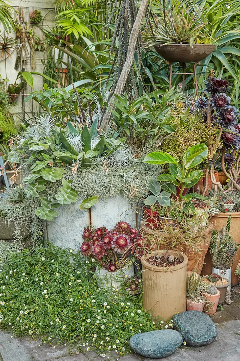 Flora Grubb Gardens: tillandsias y Spanish moss en un jardín de macetas