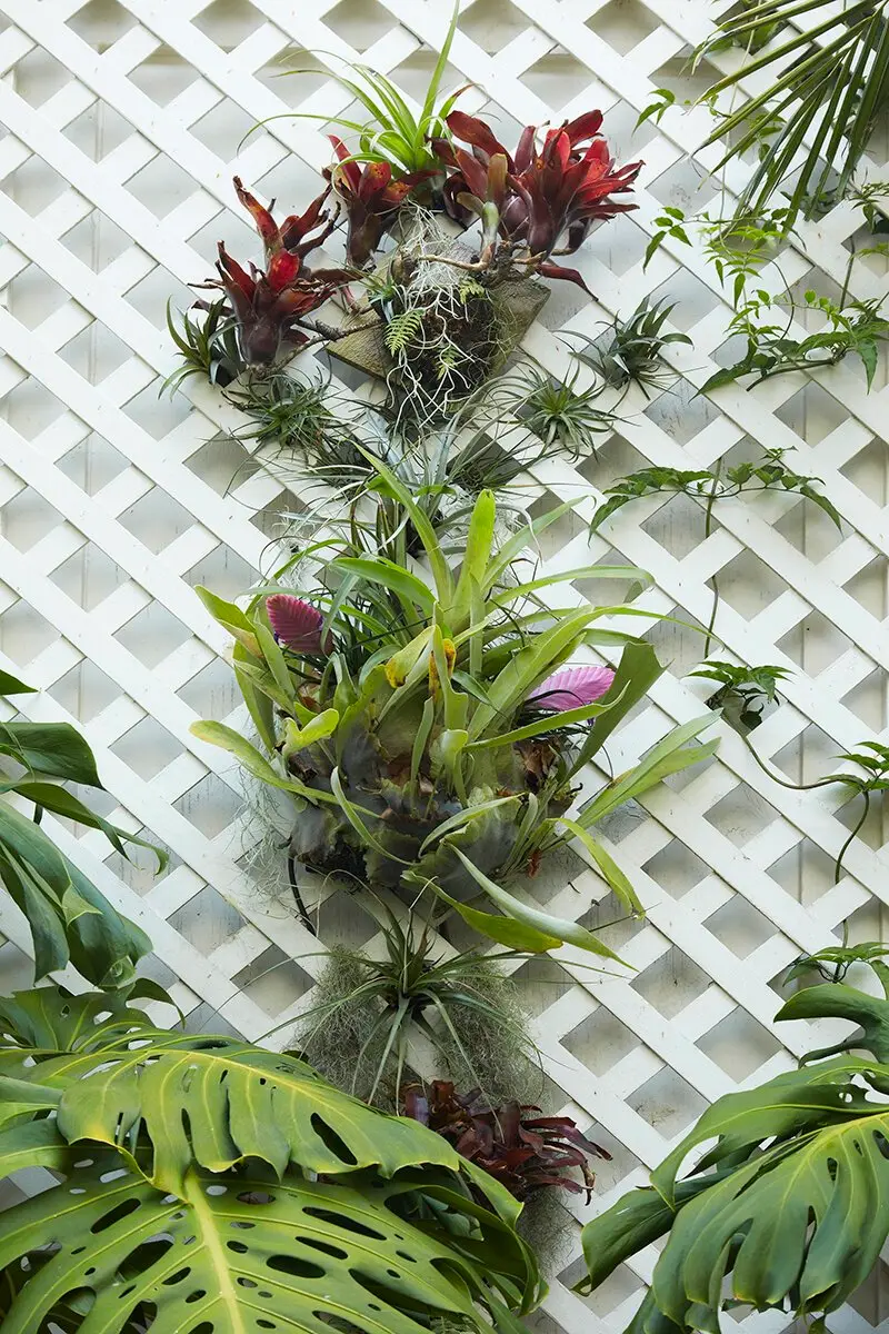 Flora Grubb Gardens: tillandsias y bromelias en un enrejado con monstera, de Christopher Reynolds