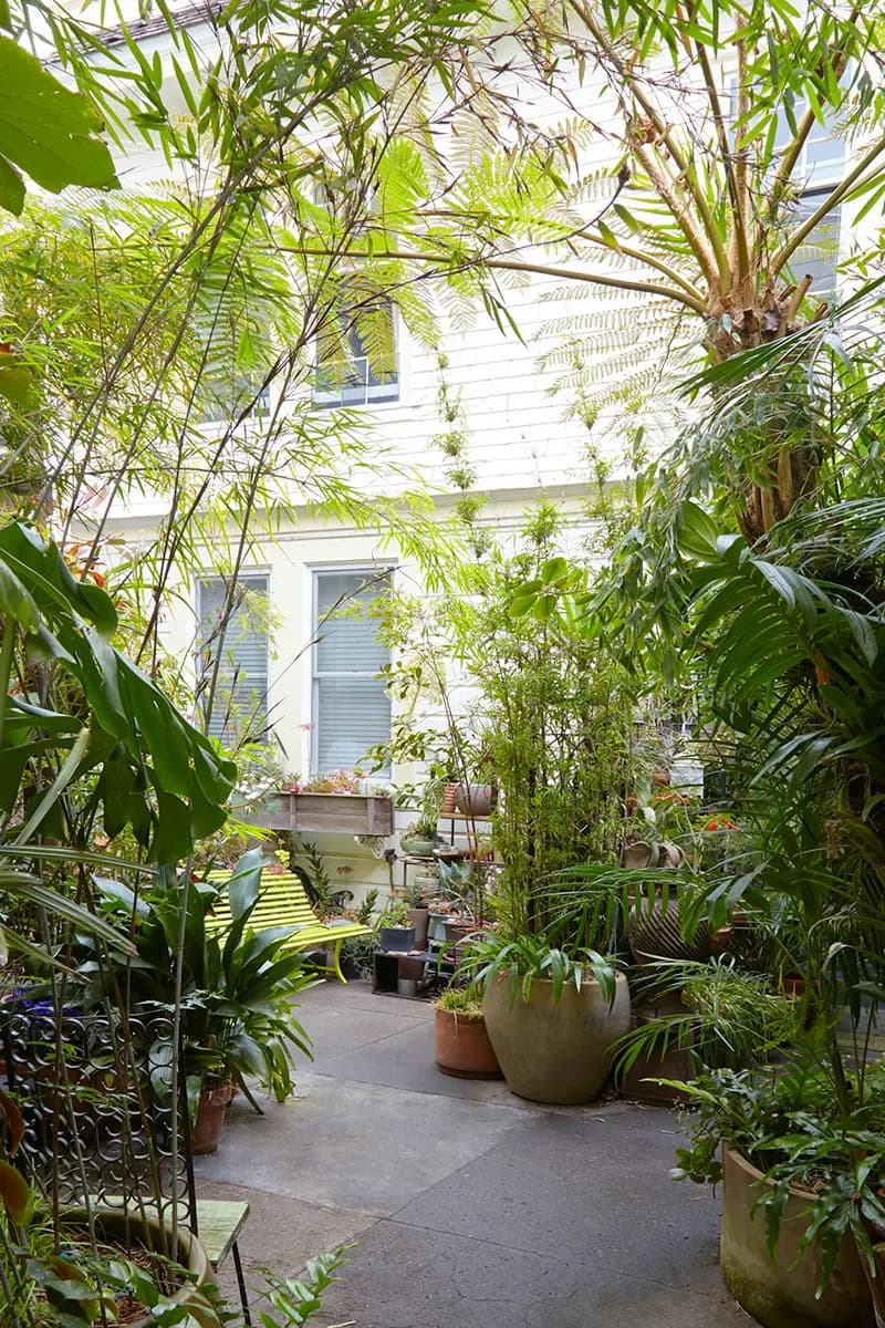 Flora Grubb Gardens: helecho arborescente, Chamaedorea bambú y otras plantas frondosas en un jardín de San Francisco