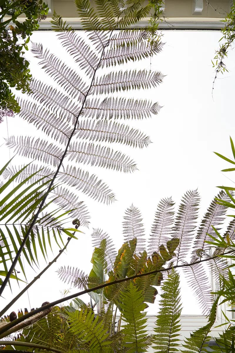 Flora Grubb Gardens: silueta de frondas de helecho arborescente en un jardín secreto de San Francisco