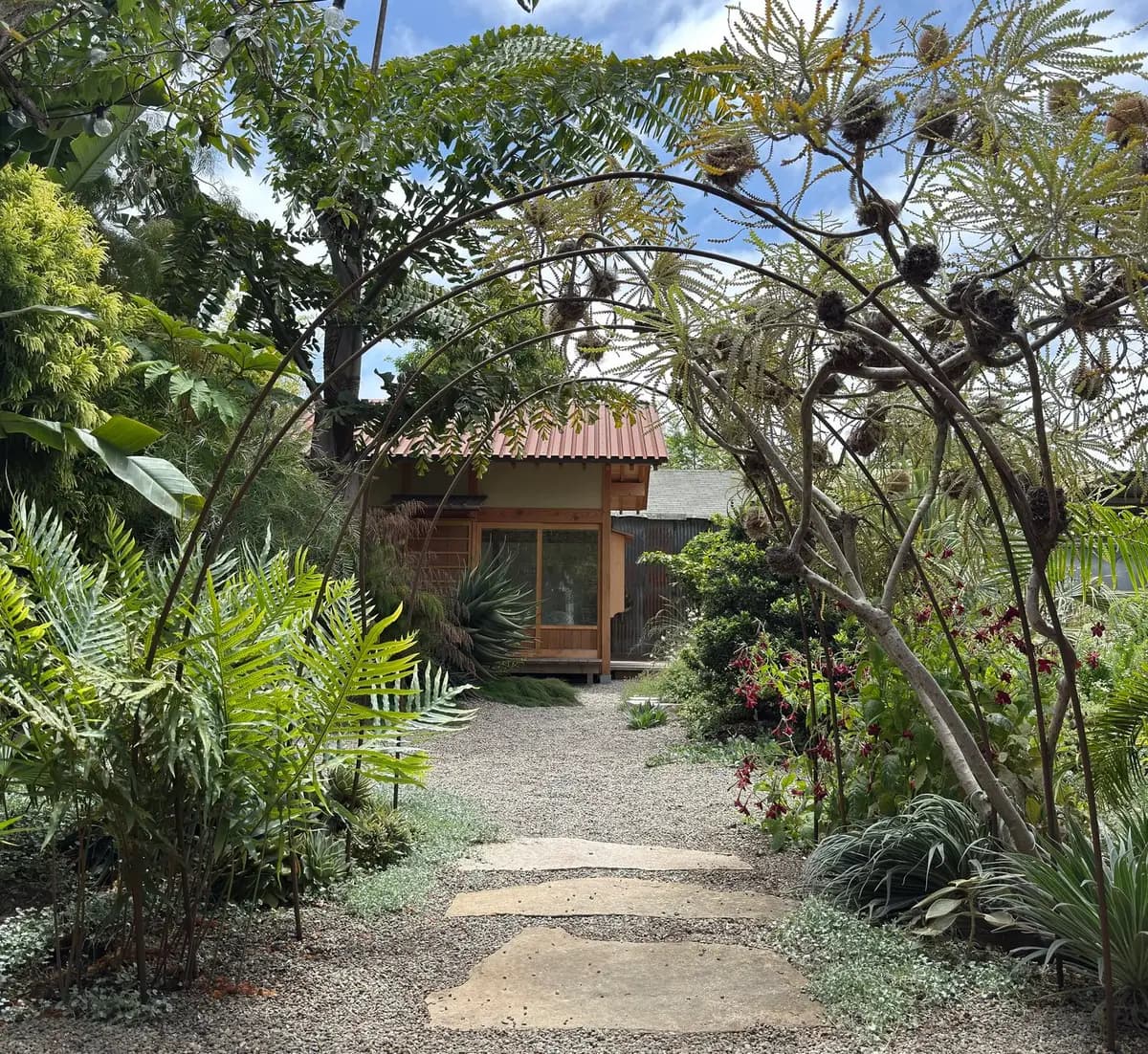 un jardín trasero en California con caryota obtusa, Banksoa speciosa, Phlebodium aureum, Casaurina cousin itt, Acacia iteaphylla, Tetrapanax y Cryptomeria Sekkan Sugi.