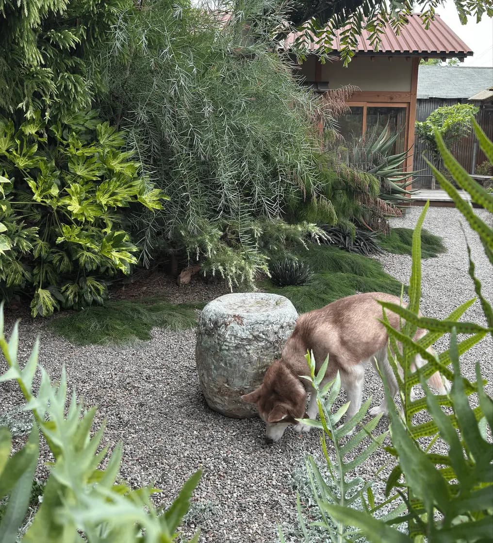 Un bebedero de cerámica para pájaros en una cama de grava en un exótico jardín trasero en California de Flora Grubb