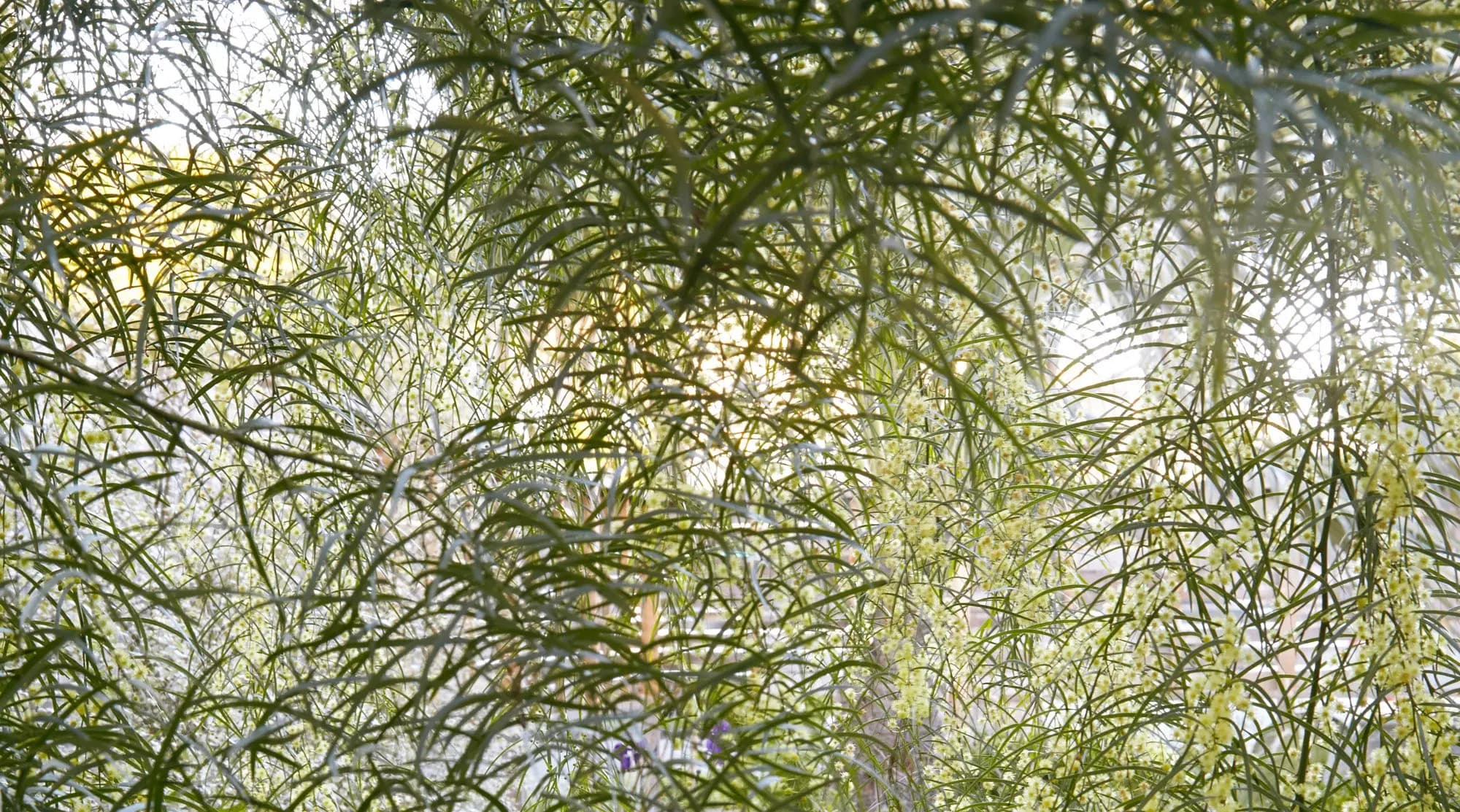 El jardín de la casa de Flora Grubb con acacia cognata en flor: follaje denso con pequeñas flores amarillo claro y hojas verdes delgadas, con la luz del sol filtrándose entre las hojas.