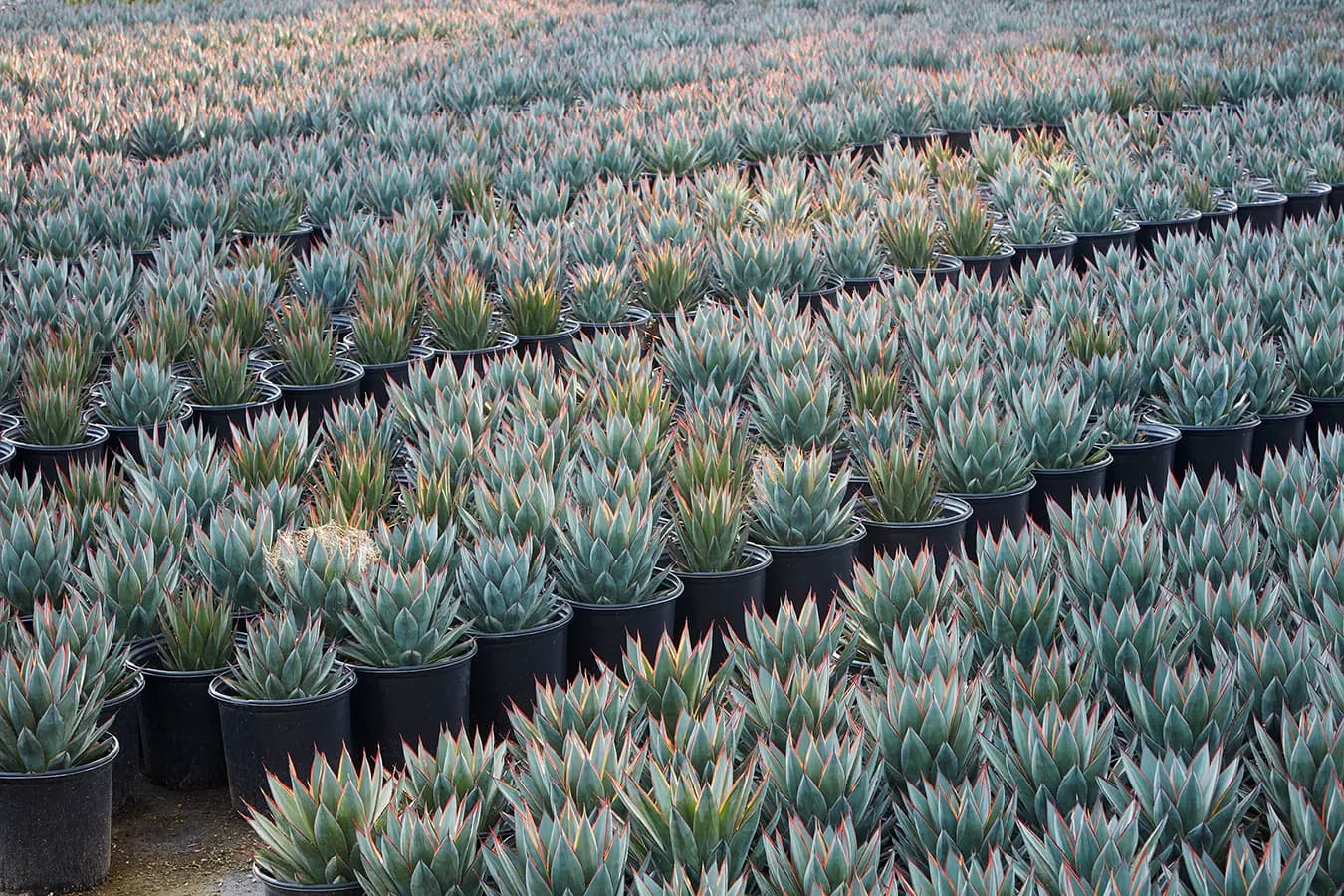 Grubb and Nadler Exceptional Garden Plants Wholesale Nursery 8.png